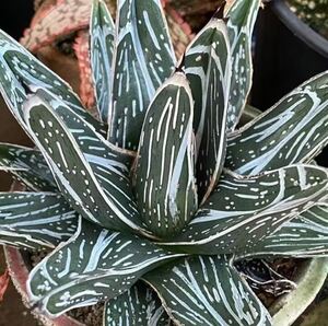 特選 N92 多肉植物 アガベ ピンチラ　希少株Agave pintilla 極上美株