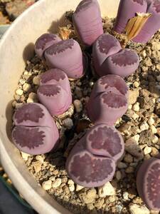 種子30粒　リトープス　バッカス　Lithops Bucchus