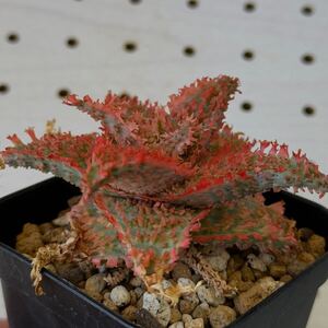 アロエ 実生 ハイブリッド 多肉植物 Aloe hybrid 75