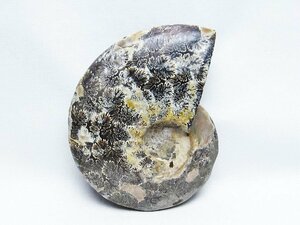 誠安◆天然石高級品アンモナイト化石[T723-1626]