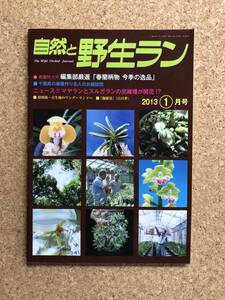 自然と野生ラン 2013年1月号　春蘭 富貴蘭 長生蘭 エビネ オモト 雪割草 ※ 園芸JAPAN