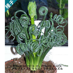 種子 種 Albuca spiralis cv Frizzle sizzle アルブカ スピラリス フリズルシズル 冬型球根 種子　10粒