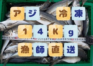 漁師直送！！　アジ　鯵　冷凍【１４Kg　ブロック一匹約120g〜250g】　大型魚　餌　釣り　エサ　クエ　観賞魚　撒き餌　熱帯魚　久重　えさ