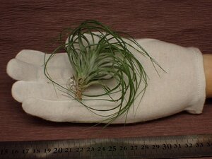 Tillandsia stricta 