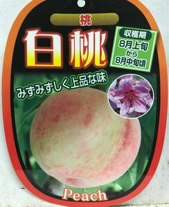 白桃(Peach)もも苗木