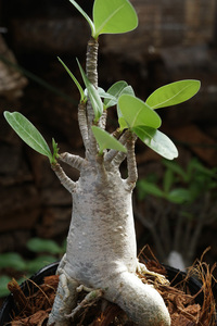 　Adenium arabicum (管理番号：ar13）アデニウム　アラビカム