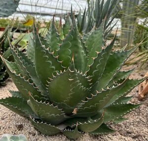 DA293多肉植物 アガベ　 Agave montana モンタナ