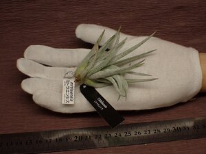 Tillandsia mitlaensis チランジア・ミトラエンシス 790●エアプランツEP