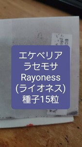 エケベリア　ラセモサ, Rayoness 種子15粒