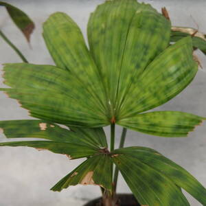 【Tom草ya】Licuala mattanensis 