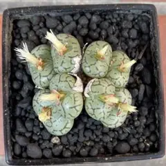 Conophytum 