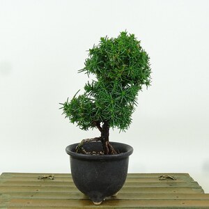 盆栽 杉 樹高 約13cm すぎ Cryptomeria japonica スギ ヒノキ科 スギ属 常緑樹 観賞用 小品 現品