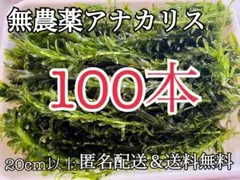 100本20cm以上 穂先付き無農薬アナカリス(オオカナダモ)餌水草金魚草金魚藻