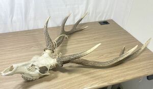 鹿の角 鹿角 インテリア オブジェ 頭蓋骨 角 置物 アンティーク ■FR2480