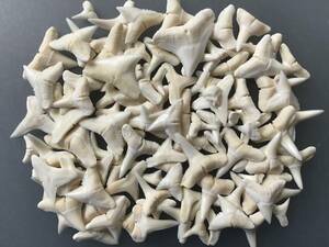 サメの歯 100点セット [ZC08] 鮫の歯 鮫 サメ 歯 牙 アクセサリー パーツ