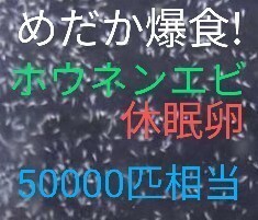 送料無料!　めだか爆食！高栄養価　ホウネンエビ　休眠乾燥卵　約50000匹相当　取説付　グッピー　金魚　　熱帯魚　餌