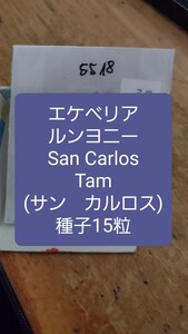 エケベリア　ルンヨニー, San Carlos 種子15粒