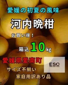 os愛媛県産河内晩柑箱込10㎏(賞味9.5㌔)家庭用サイズ不揃い・産地直送 ⑥