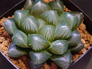 ハオルチア☆ブラック水晶オブツーサ☆Haworthia