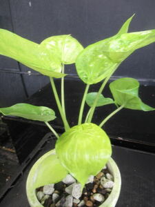 ＫＮ　アロカシア(クワズイモ属）　ククラタ　‘オーレア‘（ALOCASIA CUCULLATA `AUREA`）　　　0.8Ｍ以下