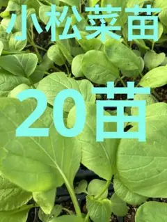 20苗　　小松菜苗　匿名配送　‼️