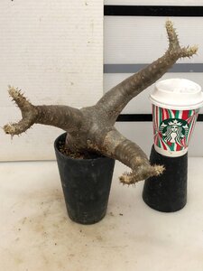 5211 「塊根植物」パキポディウム エニグマティクム 植え【発根・Pachypodium enigmaticum・多肉植物】