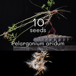 10粒 種子 ペラルゴニウム アリダム Pelargonium aridum コーデックス 珍奇植物 塊根植物 ケープ州 アフリカ codex