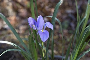 山野草　寒咲アヤメ　苗