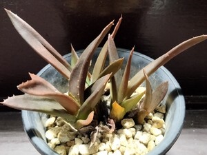 【即決】Aloe hybrid 