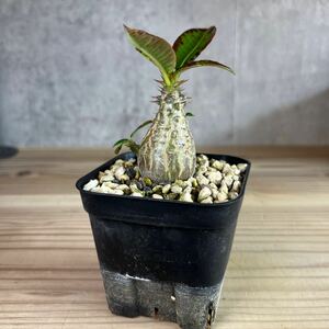 A4パキポディウムウィンゾリー★ Pachypodium windsorii ★コーデックス　良型　塊根植物　実生1