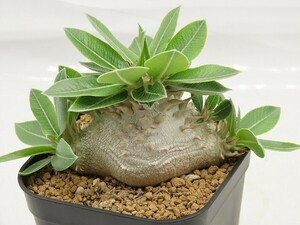 ■[Y133]densi-caule　恵比寿大黒　実生苗　ヤマト運輸 【多肉植物　Pachypodium　パキポディウム】