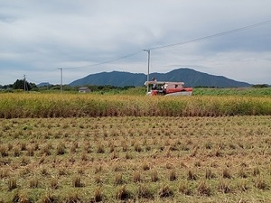 【令和5年産】新米 農薬約9割減 新潟県認証 特別栽培米コシヒカリ 真空包装 白米3kg