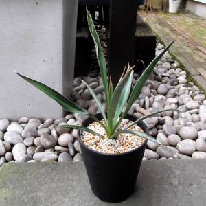 現物出品【ユッカ・カルネロサーナ＊Yucca carnerosana】５号