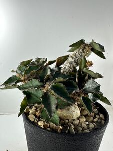 ユーフォルビア フランンコイシー 実生 Euphorbia francoisii マダガスカル原産 塊根性 多肉植物