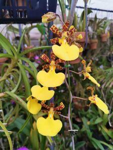 ◎洋蘭◎ Trichocentrum. splendidum 