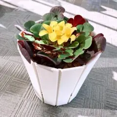 オキザリス 名月のめぐみ 5号鉢植え