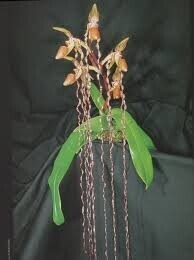 【北軽ガーデン】＊パフィオ＊Paph.sanderianum＊原種＊ポリアンサ系＊サンデリアナム＊ギネス記載のパフィオ＊ボルネオ島原産＊