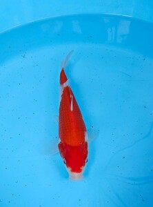 阪井養魚場産　紅白　当歳　2023年産　雄雌不詳　24cm　眠り済み　鯉　錦鯉　2本目送料半額、3本目は、送料無料　