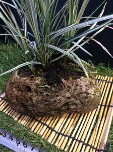 白竜です。冬越しします。溶岩鉢 Eに植わってます。和風のテーブルにどうですか？水切れに気をつけてください。葦簀付き。