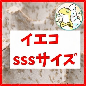 SSSサイズ 【300匹＋増量20% 】送料込み1000円 イエコ　ヨーロッパイエコオロギ　送料無料　　