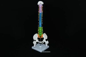 解剖模型脊柱 45cm 背骨 脊椎 骨 腰椎 ヘルニア 実験 研究 玩具 骨格モデル 解剖模型シリーズ 医学 医療 人間 学習 教育 F202