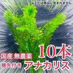 【10本】穂先付き国産無農薬アナカリス（オオカナダモ）水草産卵藻金魚草金魚藻