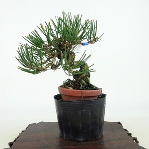 盆栽 松 黒松 樹高 約10cm くろまつ Pinus thunbergii クロマツ マツ科 常緑針葉樹 観賞用 小品 現品