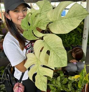 モンステラ　デリシオーサ　フルミント　tissue culture monstera deliciosa Full　Mint　Variegata　組織培養【¨HEIAN¨】