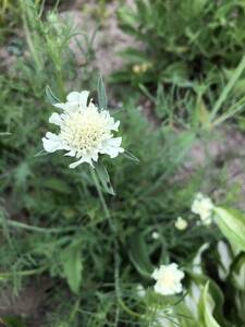 花種　松虫草　クリーム色　宿根多年草　2種類ミックス　種約20個以上　可愛い！北海道より