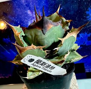 【ICHIRU&Bo.】写真株出品 アガベランスロットキングアーサー アガベチタノタ titanota Agave 多肉植物