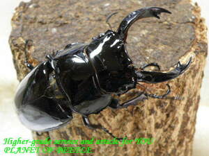 PLANET OF BEETLE4/23南西Ediki Mbonge産天然レギウス♂80mm♀48mmペア