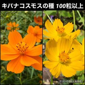 キバナコスモス　花の種