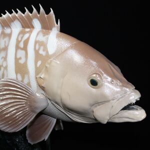 【新作限定】1円〜　マハタ　フィギュア　魚寸45cm