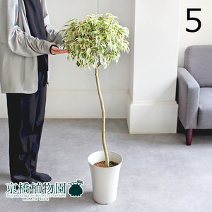 【現品】フィカス・ベンジャミン・ビューティークイーン 7号 白鉢（5）Ficus benjamina